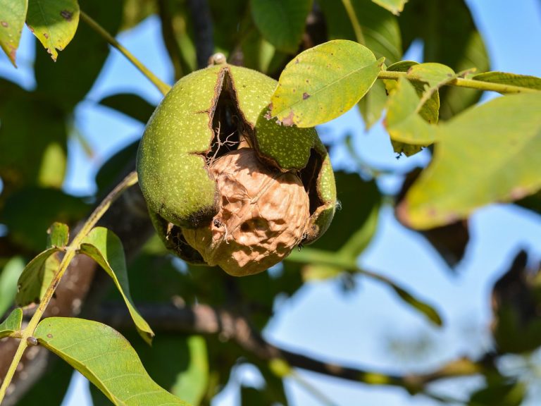 organic walnut